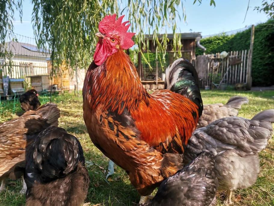 Fewo "Am Bienenstock" In Dallgow-Doberitz Εξωτερικό φωτογραφία
