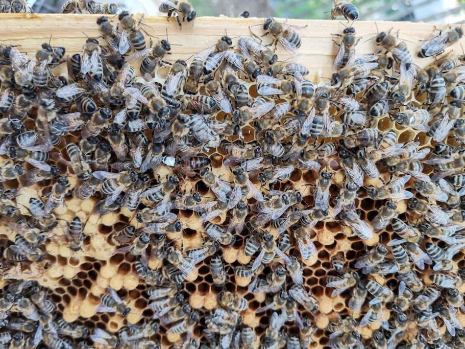 Fewo "Am Bienenstock" In Dallgow-Doberitz Εξωτερικό φωτογραφία