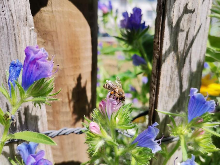 Fewo "Am Bienenstock" In Dallgow-Doberitz Εξωτερικό φωτογραφία